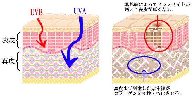 肌と紫外線の関係